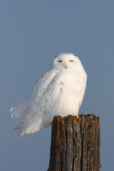 Snowy owl  male perched on a wooden post at sunset in winter in Ottawa, Canada