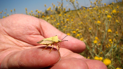 stink bug on the hand amazing camouflage insect  camouflage animal camouflage close up of insect closeup insects, animals, bugs, bug, wildlife, wild nature, forest, woods, garden, park, summer, spring