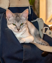 Cute little kitty in a bag