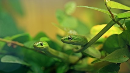 Zwei junge Raue Grasnattern (Opheodrys aestivus) im Alter von drei Monaten