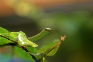 Junge Raue Grasnattern (Opheodrys aestivus) im Alter von drei Monaten