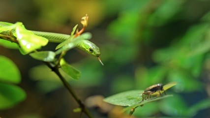 Junge Grasnatter (Opheodrys aestivus) mit Futtertier