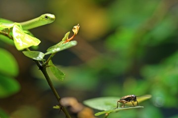 Junge Grasnatter (Opheodrys aestivus) mit Futtertier