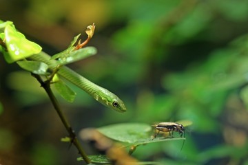 Junge Grasnatter (Opheodrys aestivus) mit Futtertier