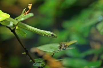 Junge Grasnatter (Opheodrys aestivus) mit Futtertier