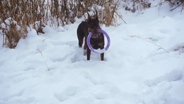 Dog runs through  snow with  toy in his teeth. Black Doberman plays outside in  winter. 1920X1080 Full Hd.