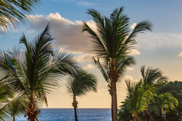 Palm Trees and the Ocean, in Barbados