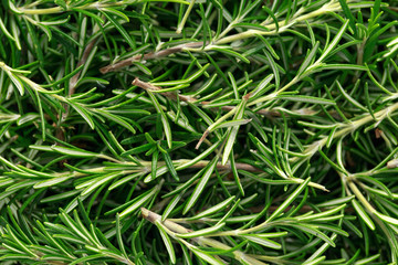 Fresh Rosemary Herb freshly picked from garden. background, texture