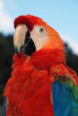 Guacamaya