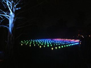 Christmas field of lights