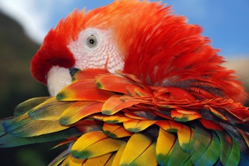 Obraz premium Guacamaya