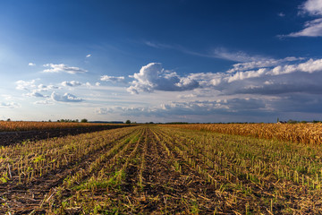 Corn field after harvest in fall