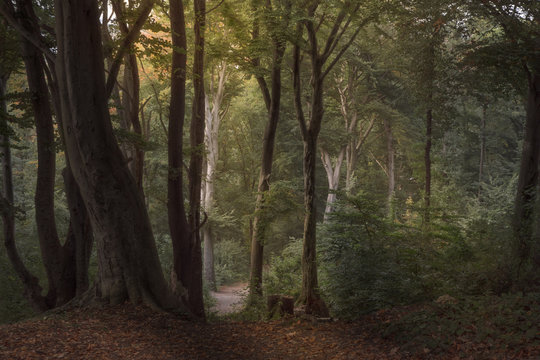 Stimmungsvoll Wald im Herbst © Renee Heetfeld