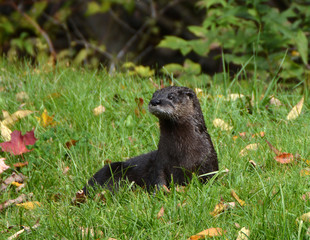North American River Otter