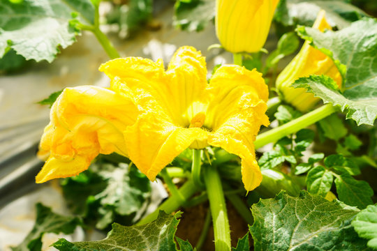 yellow flower