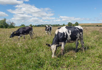 Three cows on the field with green grass