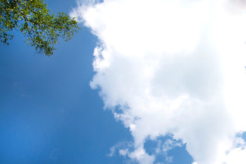 leave with sky ,cloud background