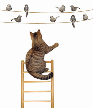 The cat climbed up the wooden ladder to catch the birds sitting on the rope. White background.