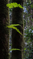 Fototapeta premium Fern growing on tree trunk