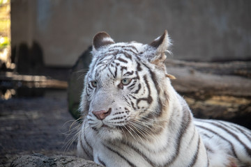 White Tiger ホワイトタイガー