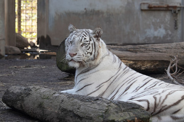 White Tiger ホワイトタイガー