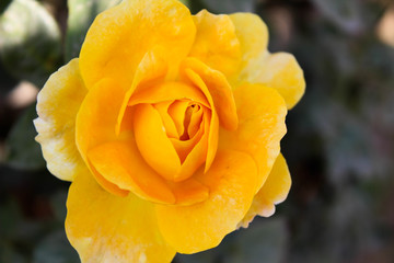 Yellow Garden Rose