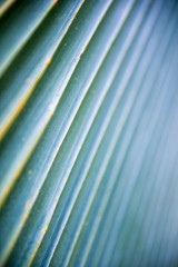 Natural palm frond pattern in abstract tropical background with diminishing perspective of sharp clean lines