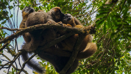 Fototapeta premium Red Fronted Lemur