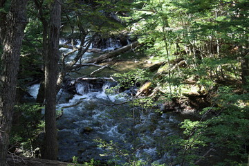 Waterfall  natural  forest