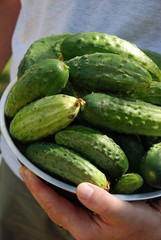 Closeup of Cucumbers in a Bowl