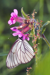 Black-weined white