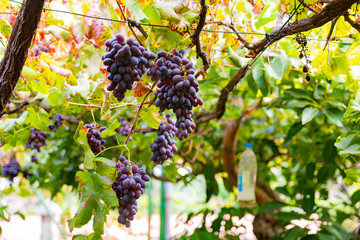 Bunches of grapes for Wine Production Growing At Vineyard © kjekol