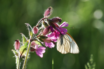 Black-weined white