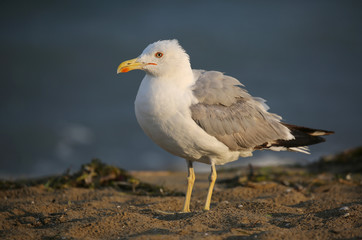 seagull with yellow beak on the beach