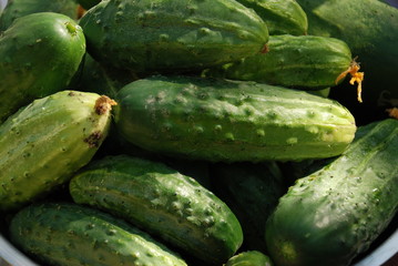 Closeup of Cucumbers in a Bowl