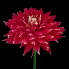 red flower dahlia isolated on a black background. Close-up. Flower on a stem. Nature.