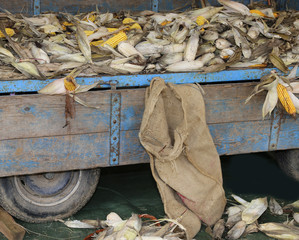 wagon with harvesting CORN
