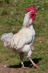 rooster with red crest walks with long paws outdoors