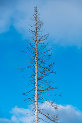 Nationalpark Harz im Winter Oderteich