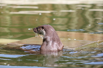 Fischotter