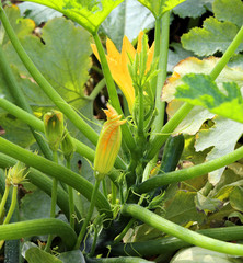 zucchini flowers bloomed in the garden o