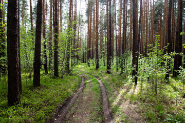 beautiful sunset in spring forest