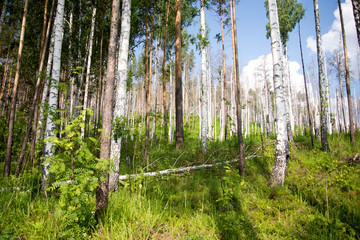 Fototapeta premium Forest in spring. Walking path in the mixed forest.