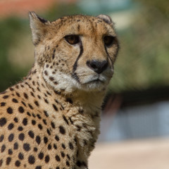 Cheetah