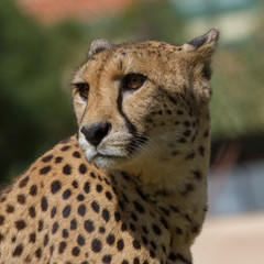 Cheetah
