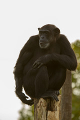 Chimpanzee