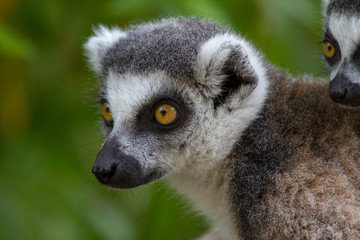 Head of a Ring-tailed Lemur (Lemur catta)