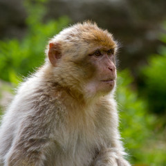 Barbary macaque