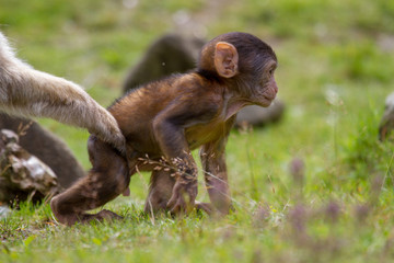 Young of a Barbary macaque