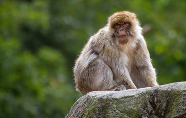 Naklejka na ściany i meble Barbary macaque